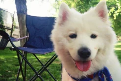 Olympus AF-1 35mm Film Camera Point and Shoot