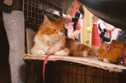 Olympus AF-1 35mm Film Camera Point and Shoot