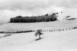 Olympus 35DC Point and Shoot 35mm Film Camera.