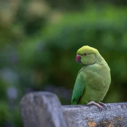 Olympus E.Zuiko 135mm f/3.5 Camera Lens