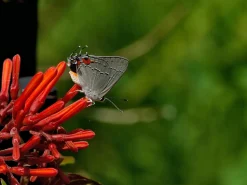 Olympus E.Zuiko 135mm f/3.5 Camera Lens