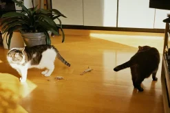 Olympus 28mm f/2.8 Camera Lens