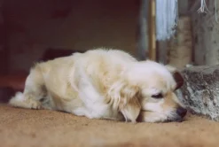 Olympus OM 1 Black Vintage 35mm SLR Film Camera with f/1.8 50mm Prime Lens