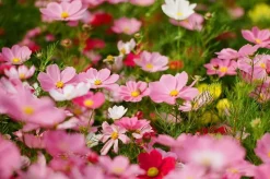 Olympus OM40 Program Black 35mm SLR Film Camera with Olympus Prime Lens