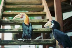 Olympus OM40 Program Black 35mm SLR Film Camera with Olympus Prime Lens