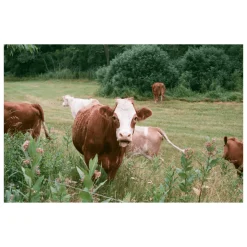 Olympus OM-10 SLR 35mm Film Camera w/ f/1.8 50mm Lens + Manual Adapter