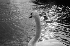 Olympus Trip 35 Green Leather Skin Point and Shoot 35mm Film Camera