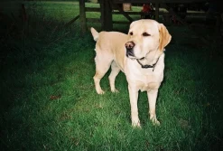 Olympus Trip 500 35mm Film Camera Point and Shoot