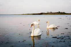 Olympus Trip 35 Watermelon Leather Point and Shoot 35mm Film Camera