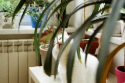 Olympus Trip 35 Yellow Leather Point and Shoot 35mm Film Camera