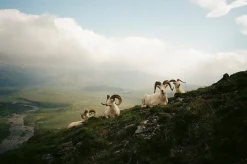 Olympus XA2 35mm Film Camera Point and Shoot WITH Olympus A11 Flash