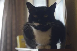 Optomax 135mm f/3.5 Camera Lens