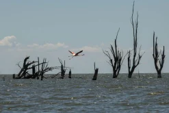 Optomax 135mm f/3.5 Camera Lens