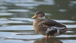 Optomax 135mm f/3.5 Camera Lens