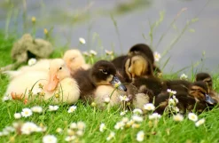 Pentacon 135mm f/2.8 Camera Lens