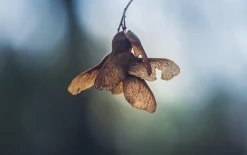 Pentacon 135mm f/2.8 Camera Lens