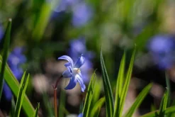 Pentacon 50mm f/1.8 Camera Lens