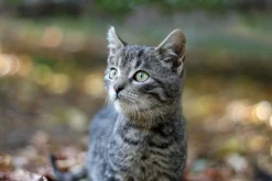 Pentacon 50mm f/1.8 Camera Lens