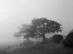 Pentax K1000 Brown Leather Vintage SLR 35mm Film Camera with Pentax f/2 50mm Prime Lens.