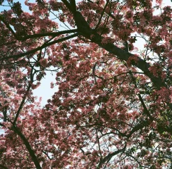 Pentax K1000 Orange Leather Vintage SLR 35mm Film Camera with Pentax f/2 50mm Prime Lens.