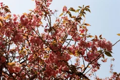 Pentax K1000 Red Leather Vintage SLR 35mm Film Camera with Pentax f/2 50mm Prime Lens.