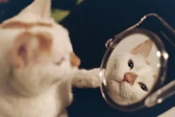 Pentax K1000 Vintage SLR 35mm Film Camera with Pentax f/2 50mm Prime Lens