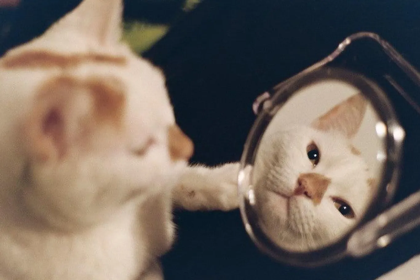 Pentax K1000 Vintage SLR 35mm Film Camera with Pentax f/2 50mm Prime Lens