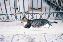 Pentax K1000 White Leather Vintage SLR 35mm Film Camera with Pentax f/2 50mm Prime Lens