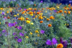 Pentax ME Vintage SLR 35mm Film Camera with f/1.2 50mm Prime Lens