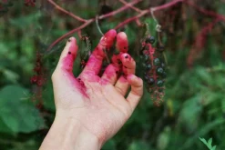 Pentax P30 Vintage SLR 35mm Film Camera with f/1.2 50mm Prime Lens