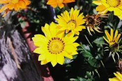 Pentax Z-20 35mm SLR Film Camera - Body Only