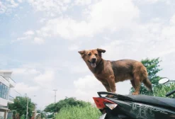 Pentax-M SMC 28mm f/3.5 Camera Lens