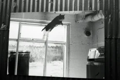 Petri - 7S. 35mm Rangefinder With 45mm F2.8 Lens