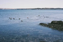 Petri - 7S. 35mm Rangefinder With 45mm F2.8 Lens