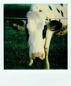 Polaroid Originals 600 Colour Instant Film 8 shots.