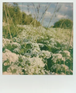 Polaroid Originals 600 Colour Instant Film 8 shots.