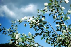 Praktica VF Vintage Metal 35mm SLR Film Camera with Prime Lens