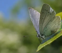 Prinz Galaxy Zoom lens 135mm f/2.8 Camera Lens