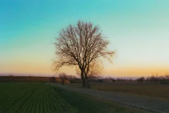 Red Olympus XA2 35mm Film Camera Point and Shoot w/ Olympus A11 Flash (Boxed)