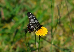 Rexatar Auto MC 135mm f/2.8 Camera Lens