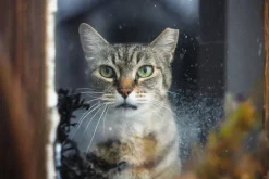 Ricoh 500GX Point And Shoot 35mm Film Camera With Rikenon 40mm f/2.8 lens