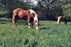 Ricoh KR-10M Auto 35mm Film Camera with 50mm Lens