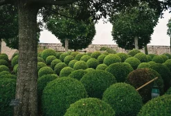 Ricoh 500RF Rangefinder 35mm Film Camera With Rikenon 40mm F2.8 lens