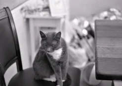 Ricoh TLS401 SLR 35mm Film Camera With Rikenon 50mm F1.7 Lens