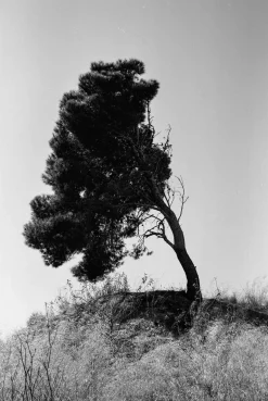 Ricoh TLS401 SLR 35mm Film Camera With Rikenon 50mm F1.7 Lens