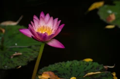 Ricoh XR Rikenon 135mm f/2.8 Camera Lens