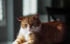 Samsung FINO 140 Super 35mm Film Camera Point and Shoot