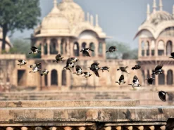 Sigma 35mm f/2.8 Camera Lens