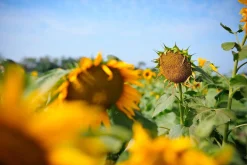 Sigma 35mm f/2.8 Camera Lens