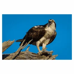 Sigma Zoom Beta ii 60mm-200mm f/4-5.6 Camera Lens